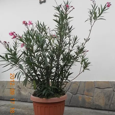 Papp Apartmanház Appartamento Zalakaros
